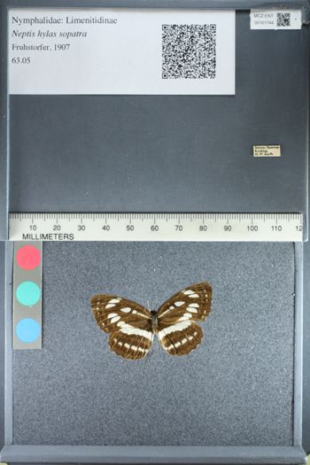 Media type: image;   Entomology 161744